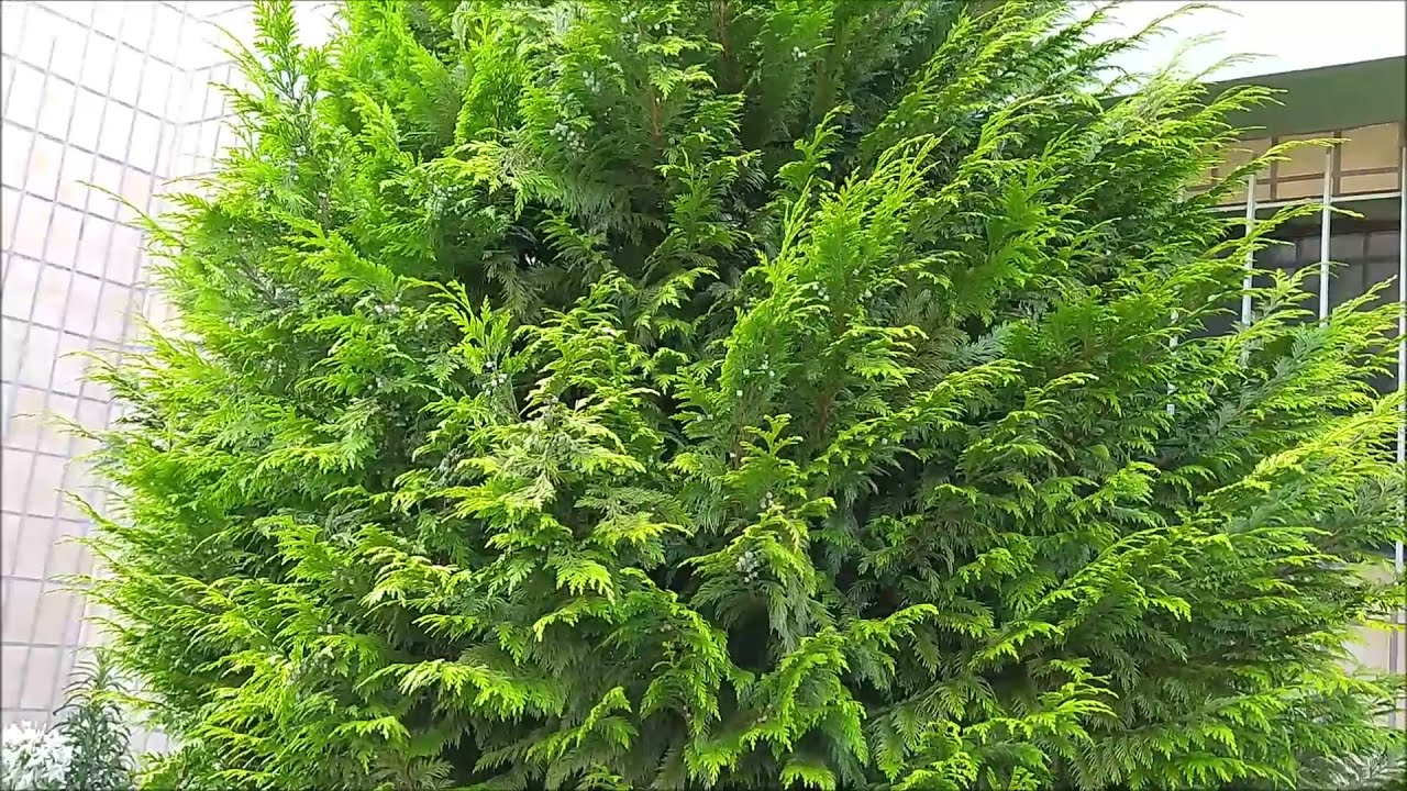 DICAS DE CULTIVO DA TUIA HOLANDESA