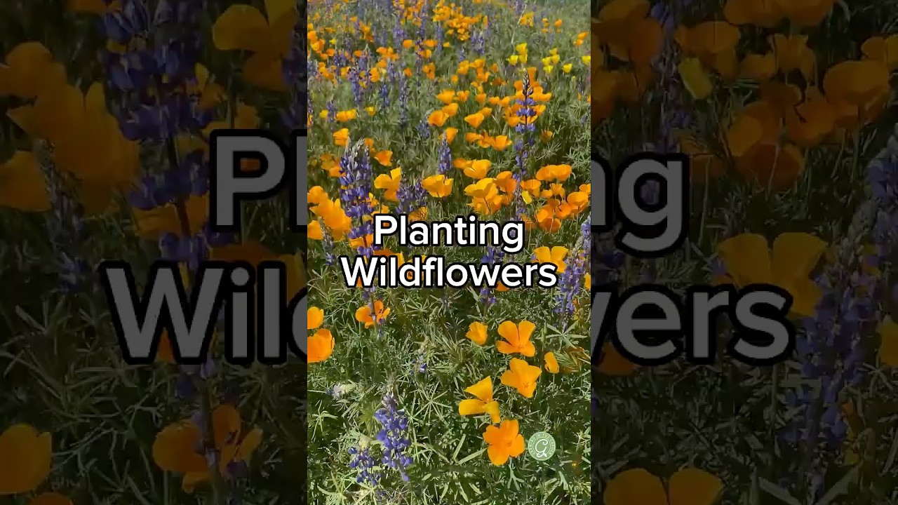 Plant Wildflowers NOW for Your Own Super-Bloom Next Spring!