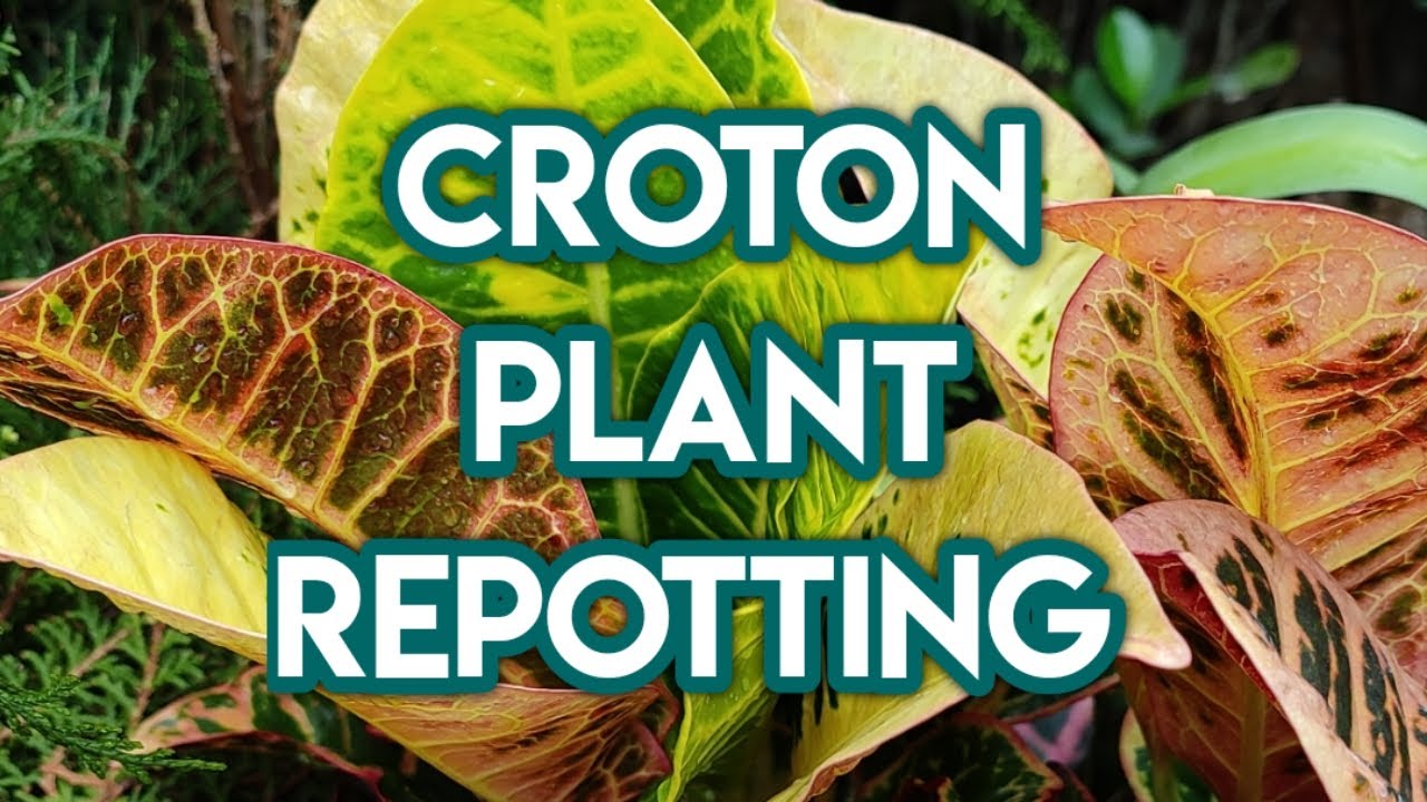 How to repot a croton plant | Repotting a croton bought from a nursery | Easy croton repotting
