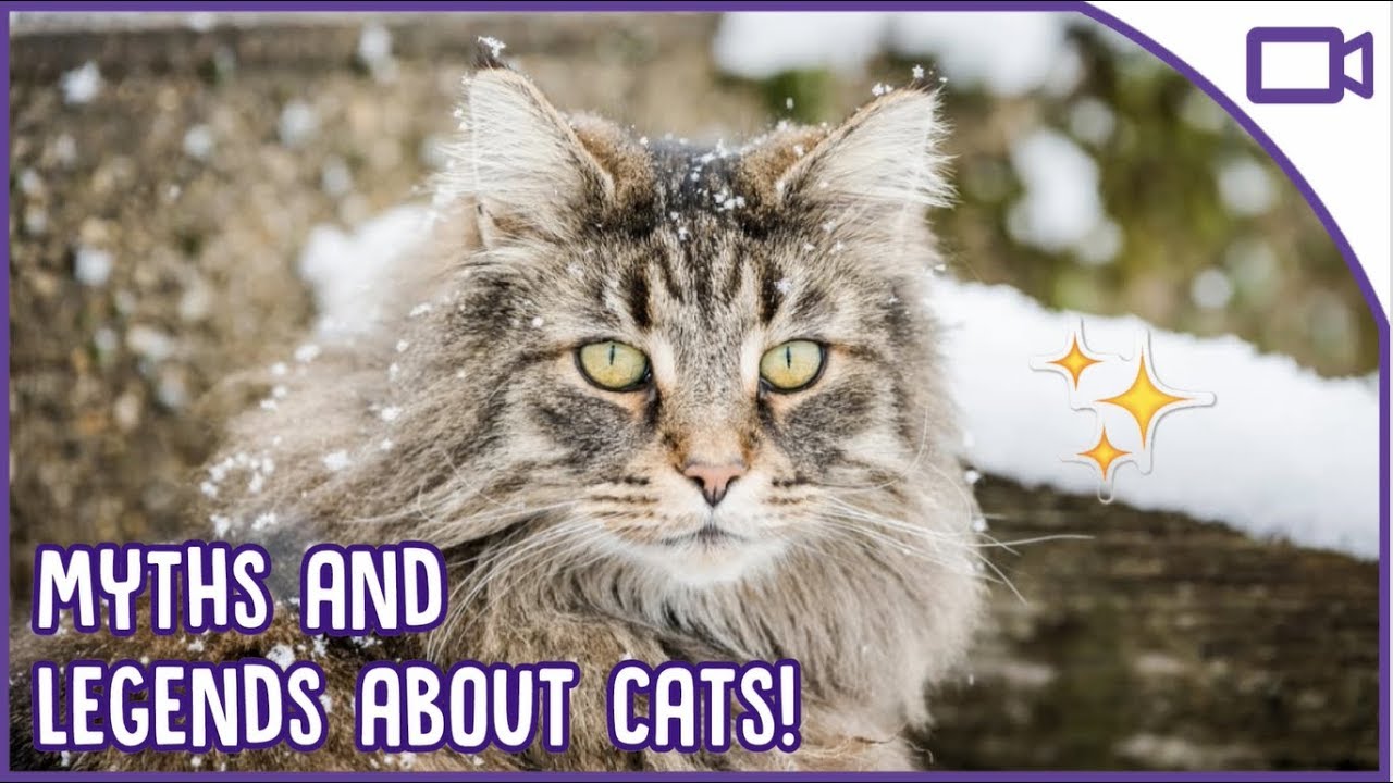 Myths and Legends About Cats Debunked!