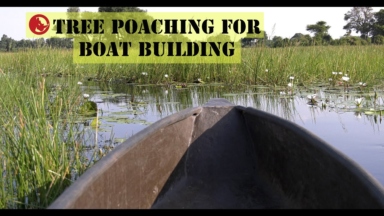 Tree Poaching for Boat Building