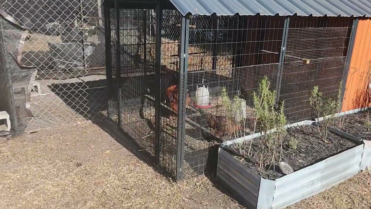 Dinner? Roses? Nah … Just Me and the Garden 🌿 Valentine’s Day Potager Walk