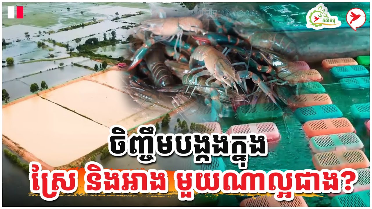 ចិញ្ចឹមបង្កងក្នុងស្រែនិងអាង មួយណាល្អជាង? | កម្មវិធីកសិកម្ម