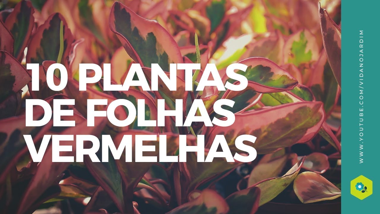 10 LINDAS PLANTAS de folhas vermelhas