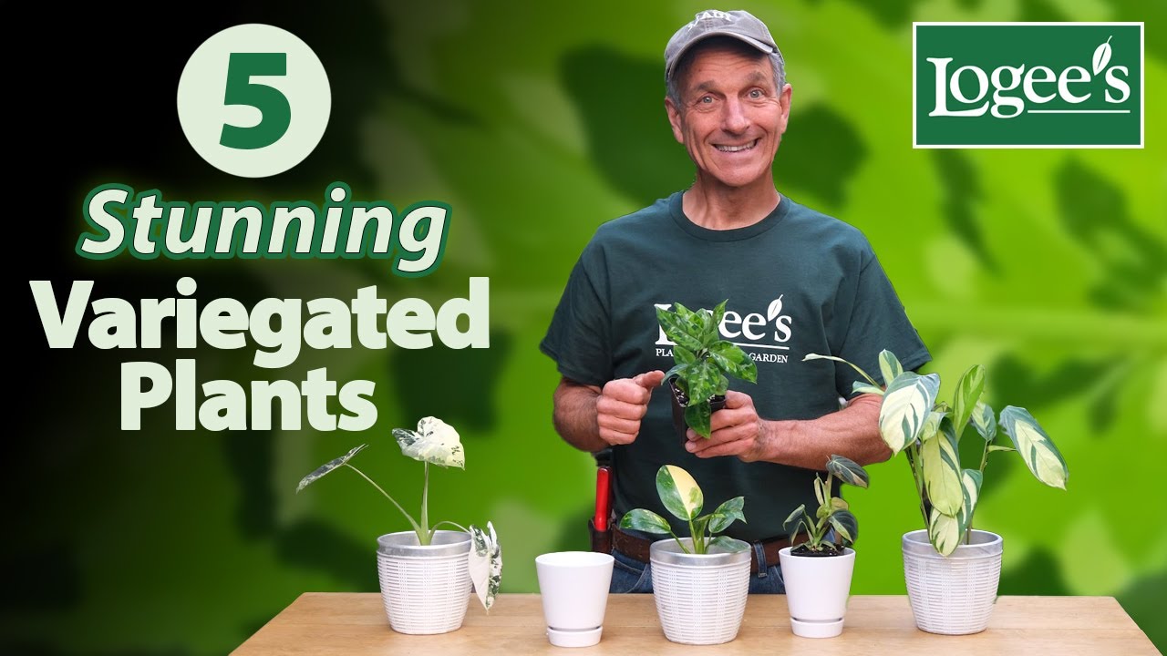 5 NEW VARIEGATED PLANTS