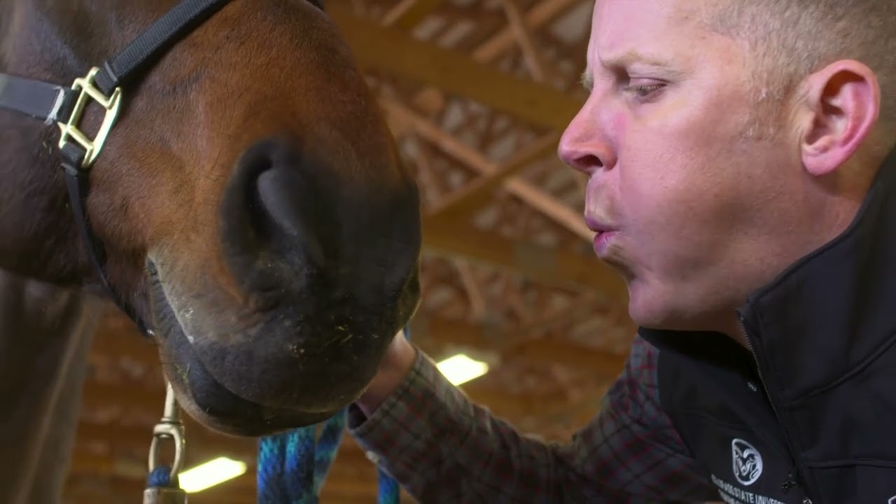 How to Restrain a Horse
