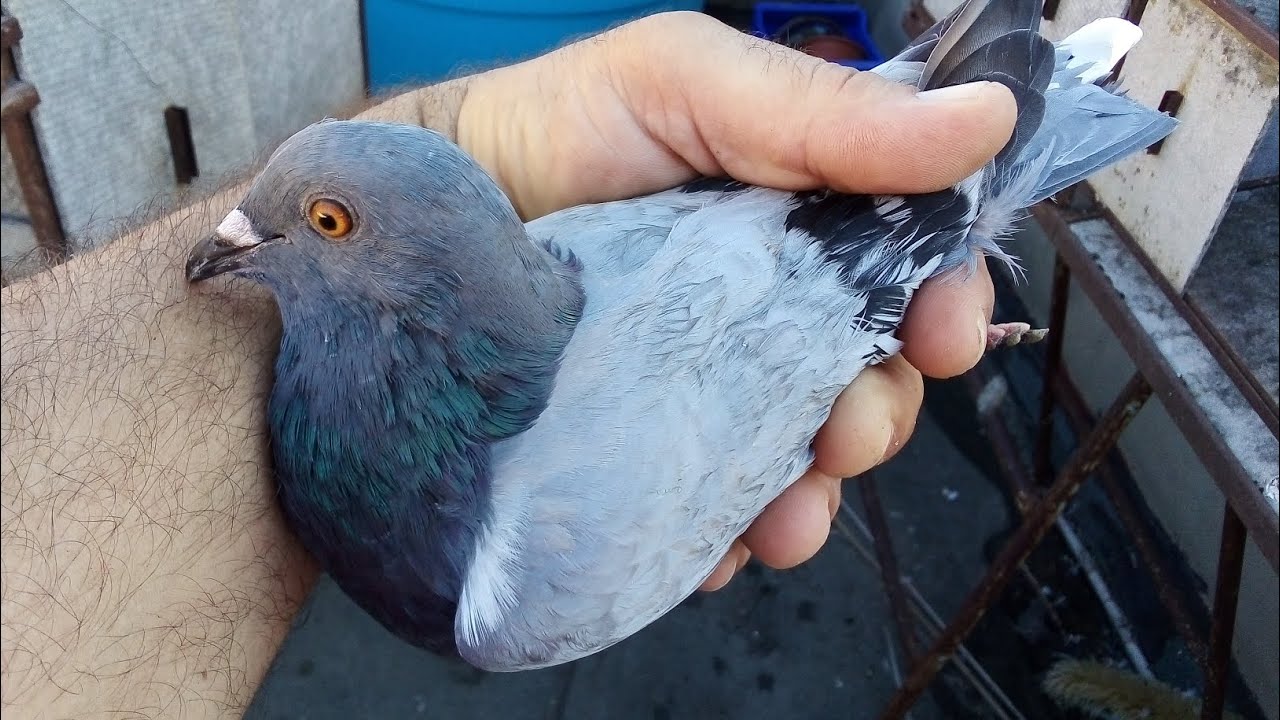 ¿descartar la hembra azul para la enseñanza? 🙄palomos deportivos. cullera Valencia