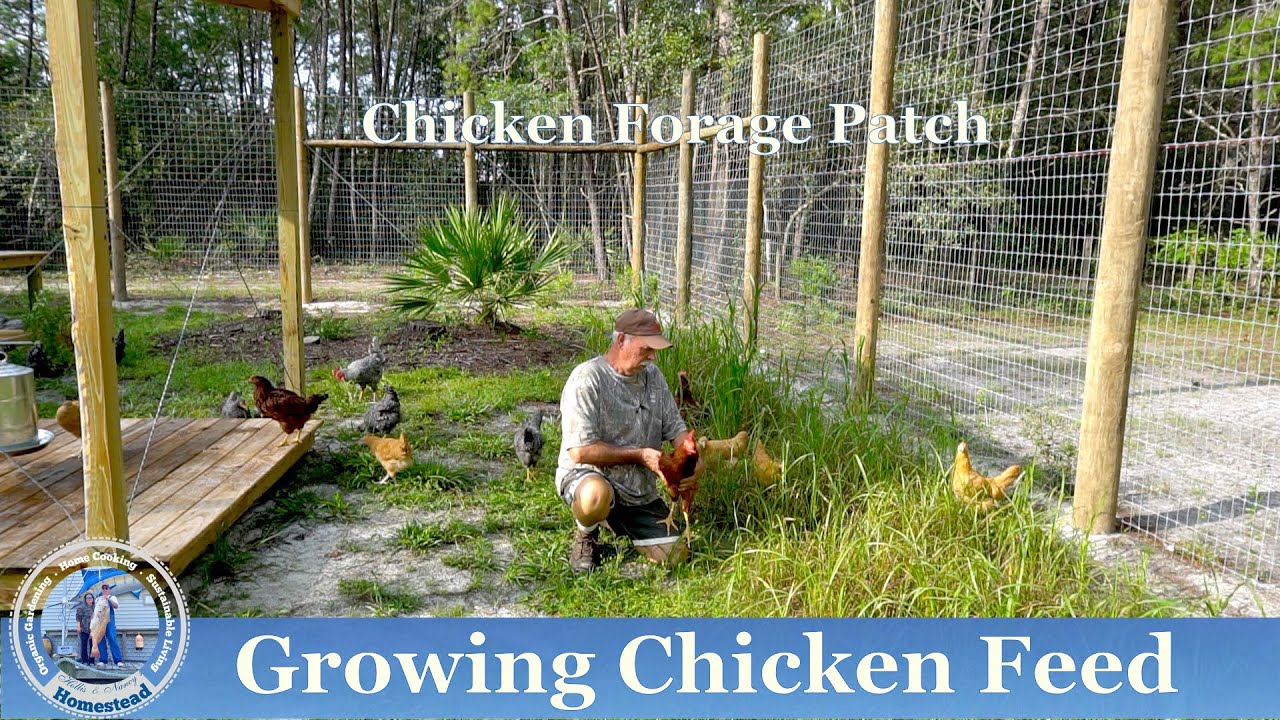 How to Grow Chicken Feed