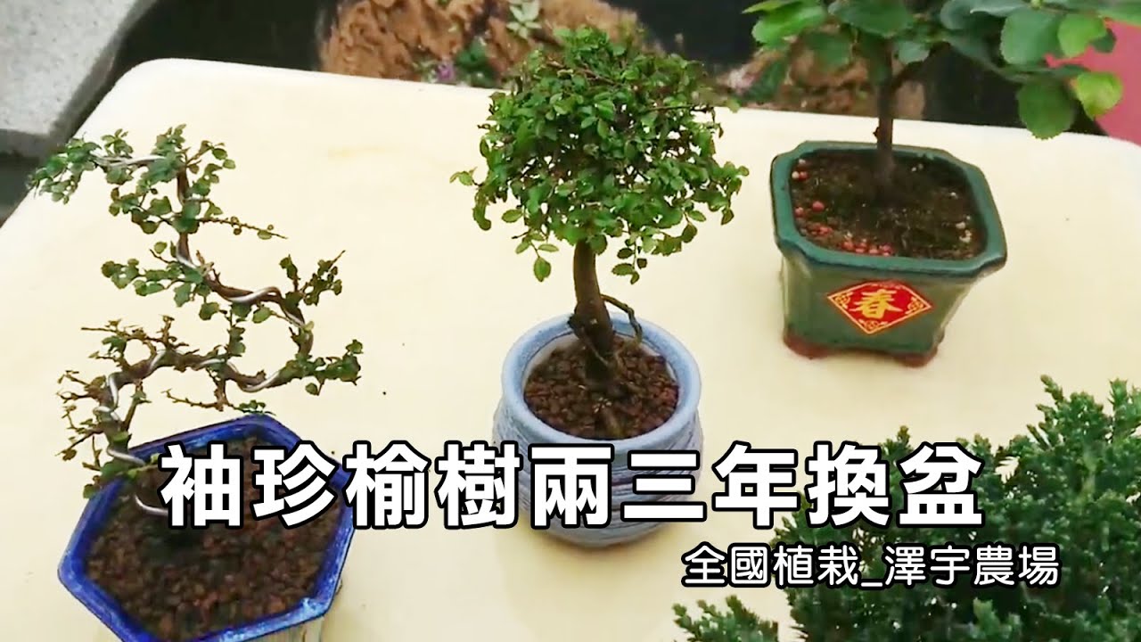 袖珍榆樹兩三年換盆