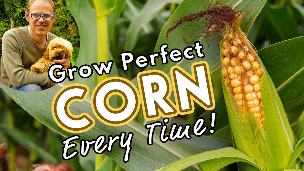 🌽 How to Grow the Best Corn!
