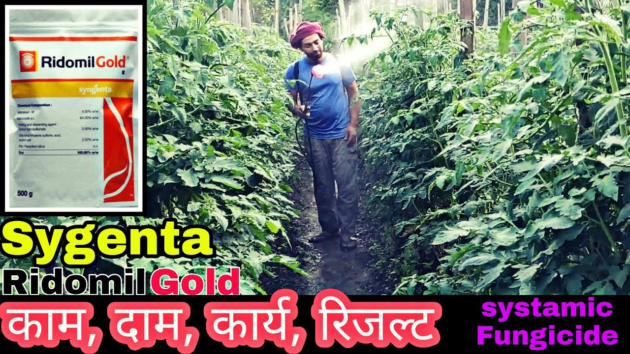 Ridomilgold | systamic Fungicide | sygenta ridomilgold fungicide | sygenta | PraveenThakur