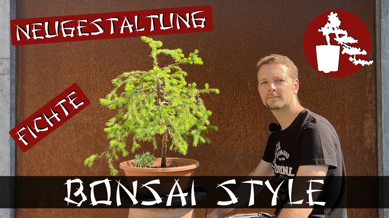 Komplette Neugestaltung | Fichte (Picea) | #023 Bonsai Style
