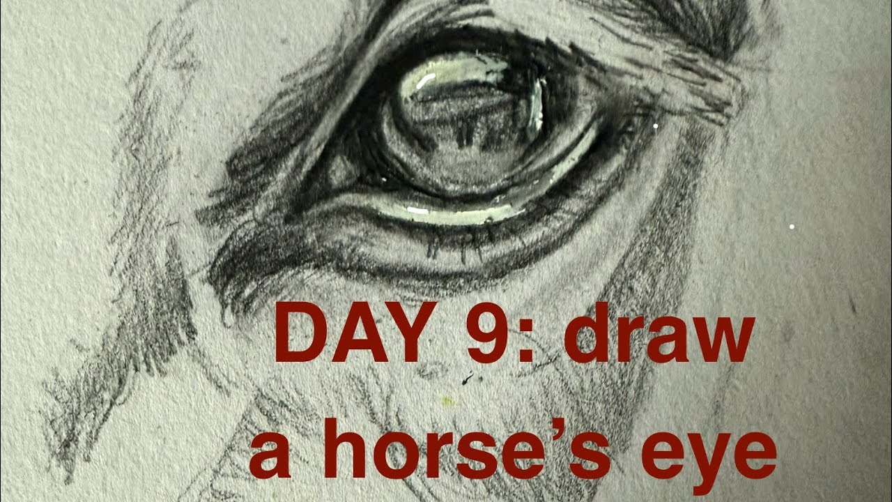 Day 9: drawing a horses eye 