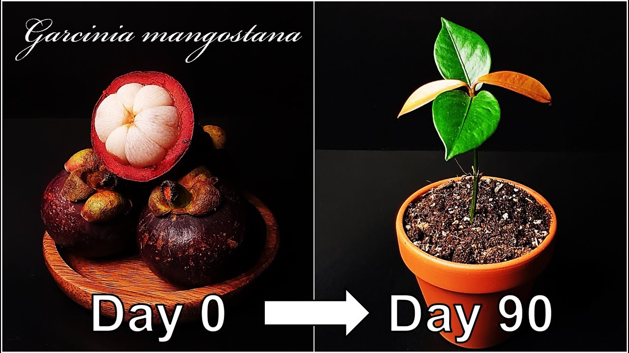 How to grow Mangosteen｜Growing Mangosteen from seed｜How to grow #66 Mangosteen｜Eng Sub