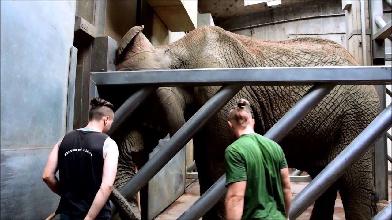 Zoo Poznań - trening słoni