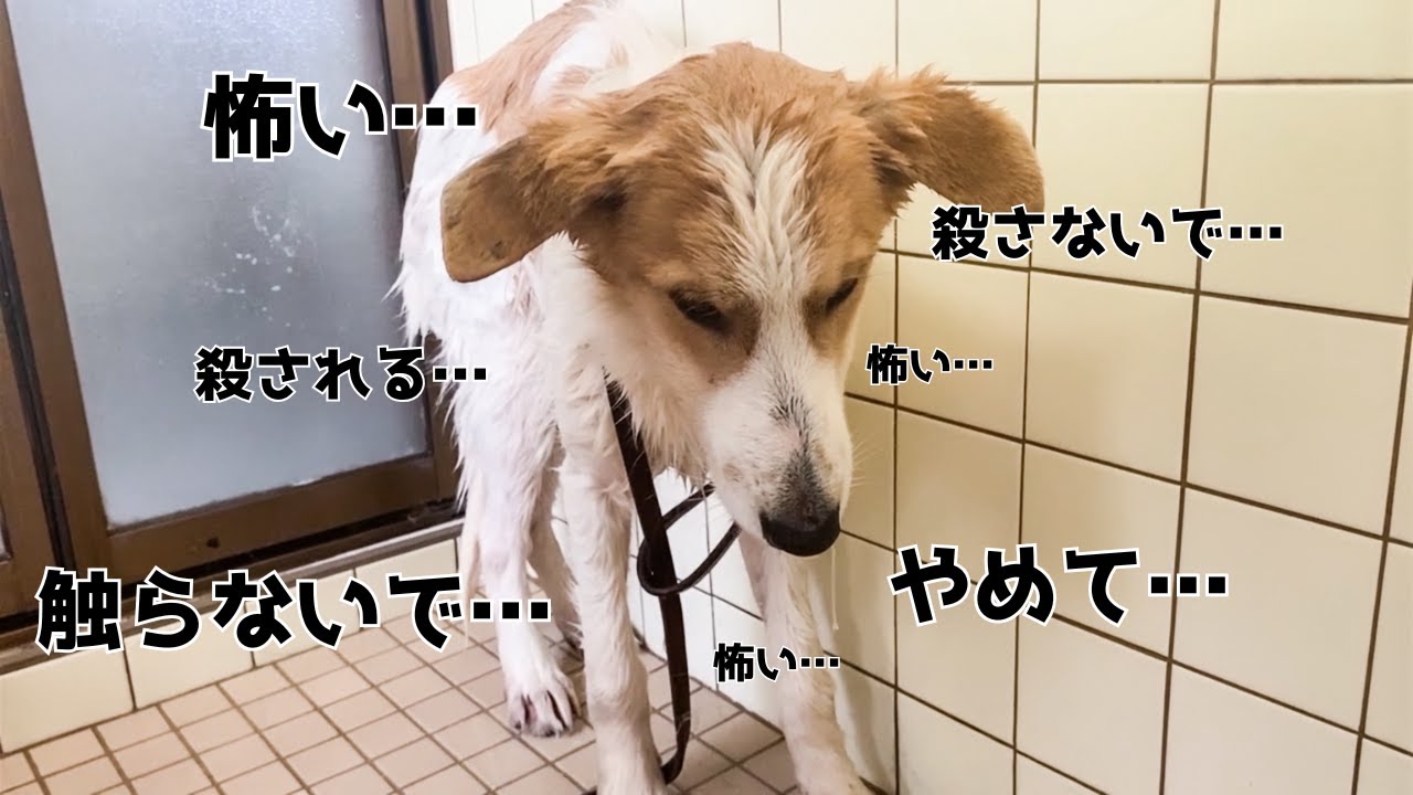 【心を開く保護犬】処分に怯えた野犬の１年８ヶ月ダイジェスト