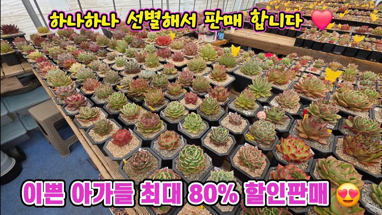 이쁜둥이 아가들 선별 5,000~15,000원 균일가 최대 80% 할인판매 합니다 일부상품 제외 됩니다 #묵둥이 #창 #다육이 #선별 #균일가 #하루이틀 #달콤한총각다육 