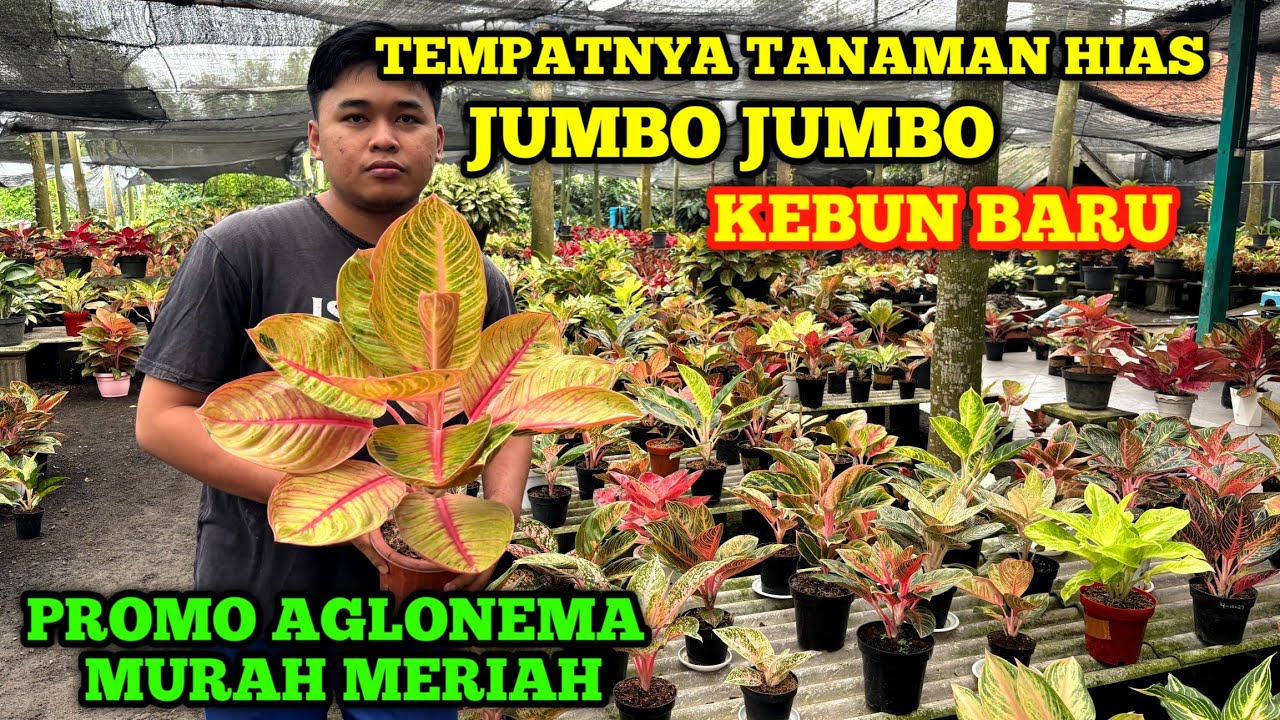 Tanaman aglonema istimewa berkualitas harga bersahabat 