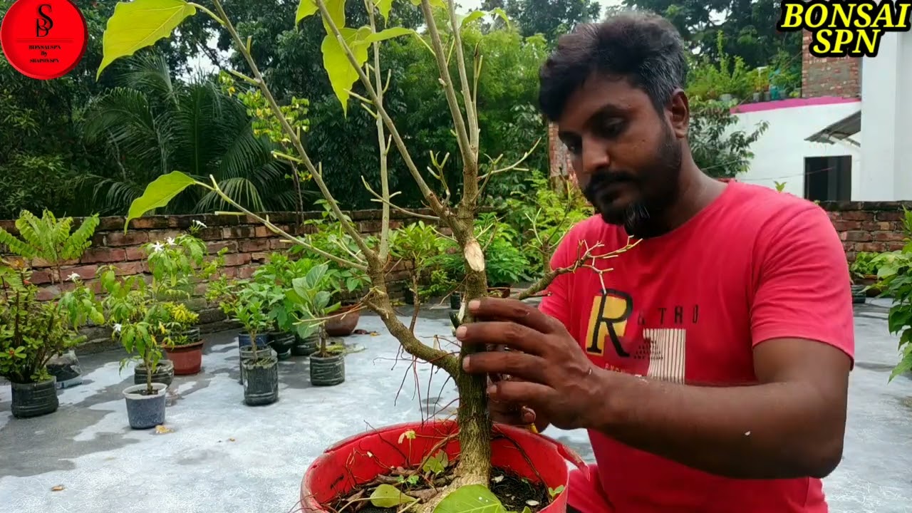 Hard Pruning For Ficus Rumphii Bonsai #youtube #bonsai #garden #ficus #plants