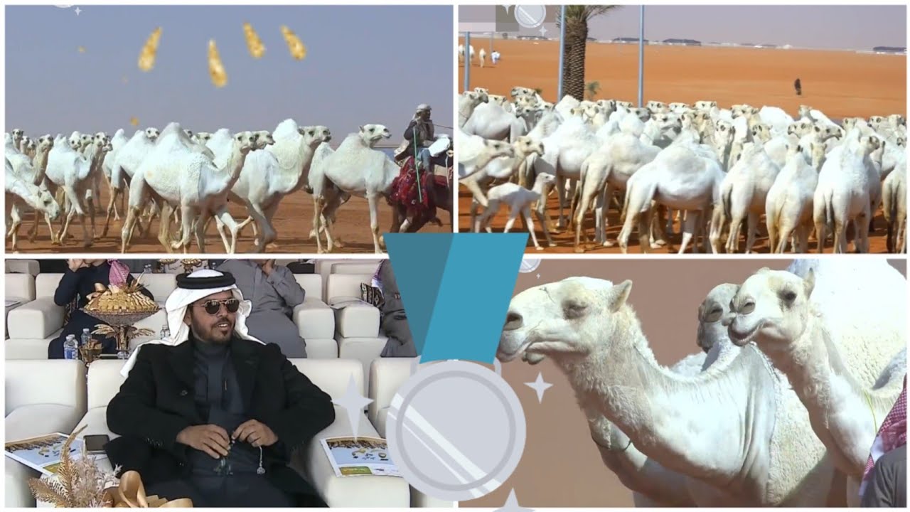 منقيّة شرهات القاتوله  تحصد المركز الثاني بيرق المؤسس لون الوضح لمالك الإبل منصور صقر عدوس البقمي