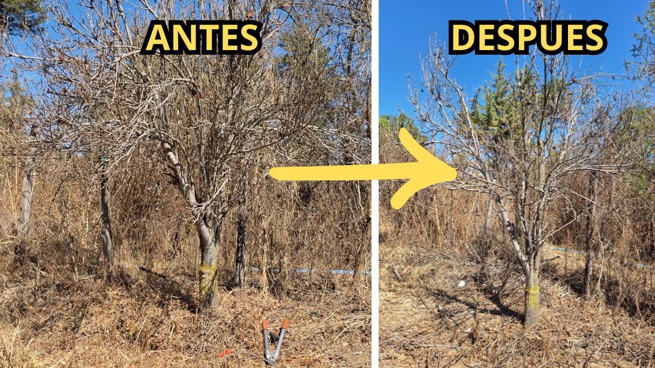 👉🏼✂PODA de FRUCTIFICACION del PERAL🍐🍐 [así se poda un peral adulto]🌳