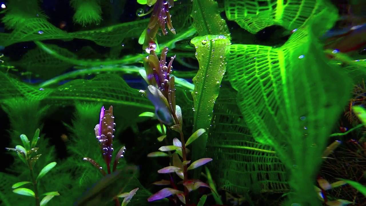 水槽の新しい仲間　かわいいのと恐ろしいやつ（小型熱帯魚, 混泳, ハナビ）