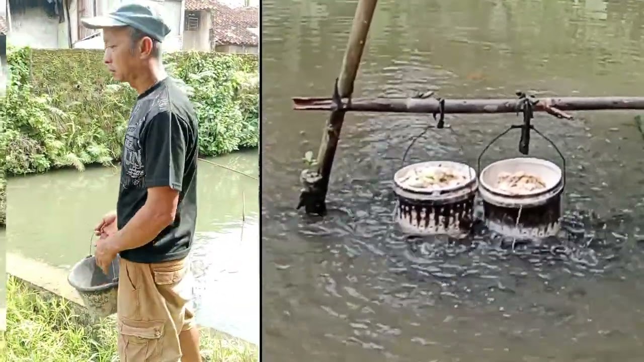 Pembuktian Ikan Nila Bisa Besar Hanya  Makan Kotoran Entok