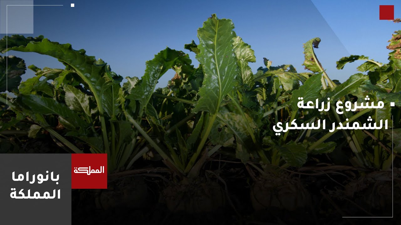 الحنيفات: مشروع زراعة الشمندر السكري سيوفّر حوالي 5 آلاف فرصة عمل