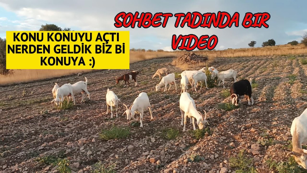 SOHBET EDELİM DEDİK YİNE KEÇİ ANLATTIK:) BİTTEN PİREDEN KURTULMANIN YOLU ÇOK BASİT / KEÇİLERDE PİRE