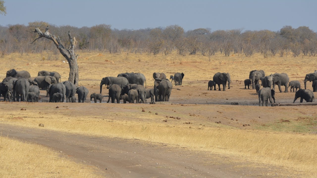 Hwange National Park Safari | Scenic Encounters with Wildlife
