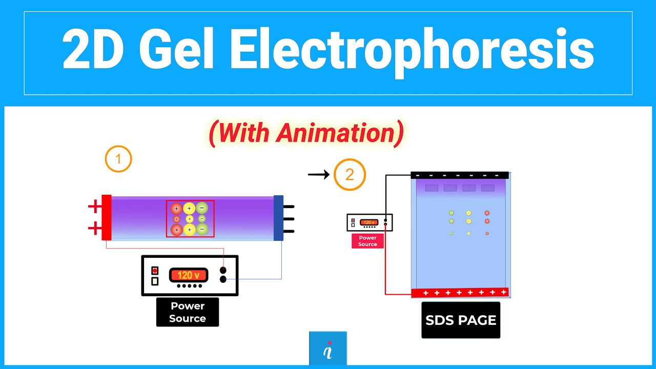 2D Gel Electrophoresis (Animation)