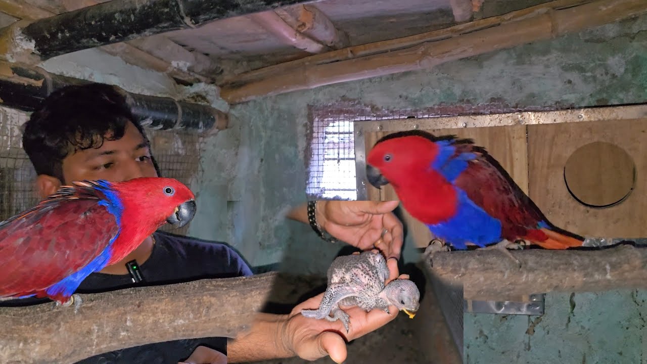 My Eclectus parrot pair have new born babies.😍