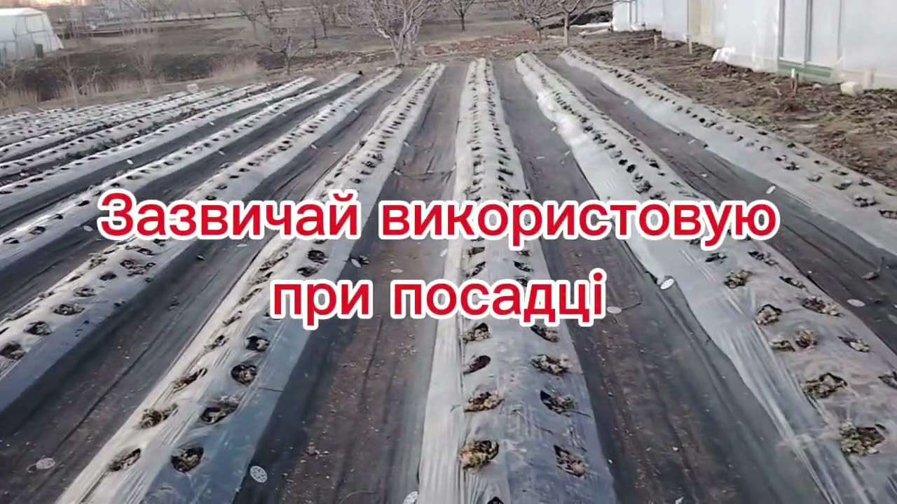  Чистим полуницю