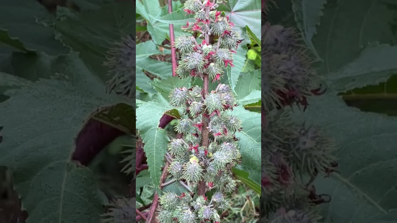 Amazing Strange Fruits 🍈🍇🍉✨ #strangefruits  #fruitlover #nature