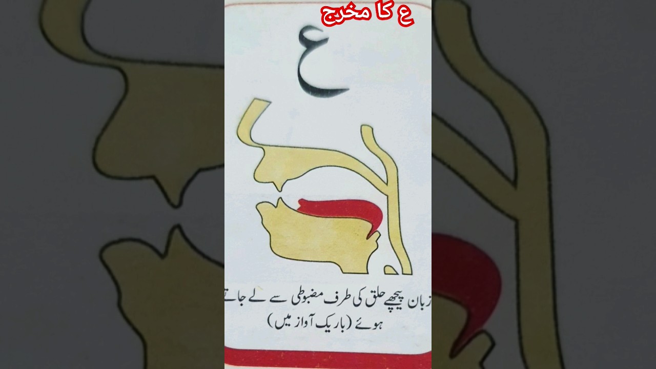 Aeen (ع) Ka Makhraj | Urdu | Asan Tajweed | the best way #tajweed #religion #viral #makhraj #shorts