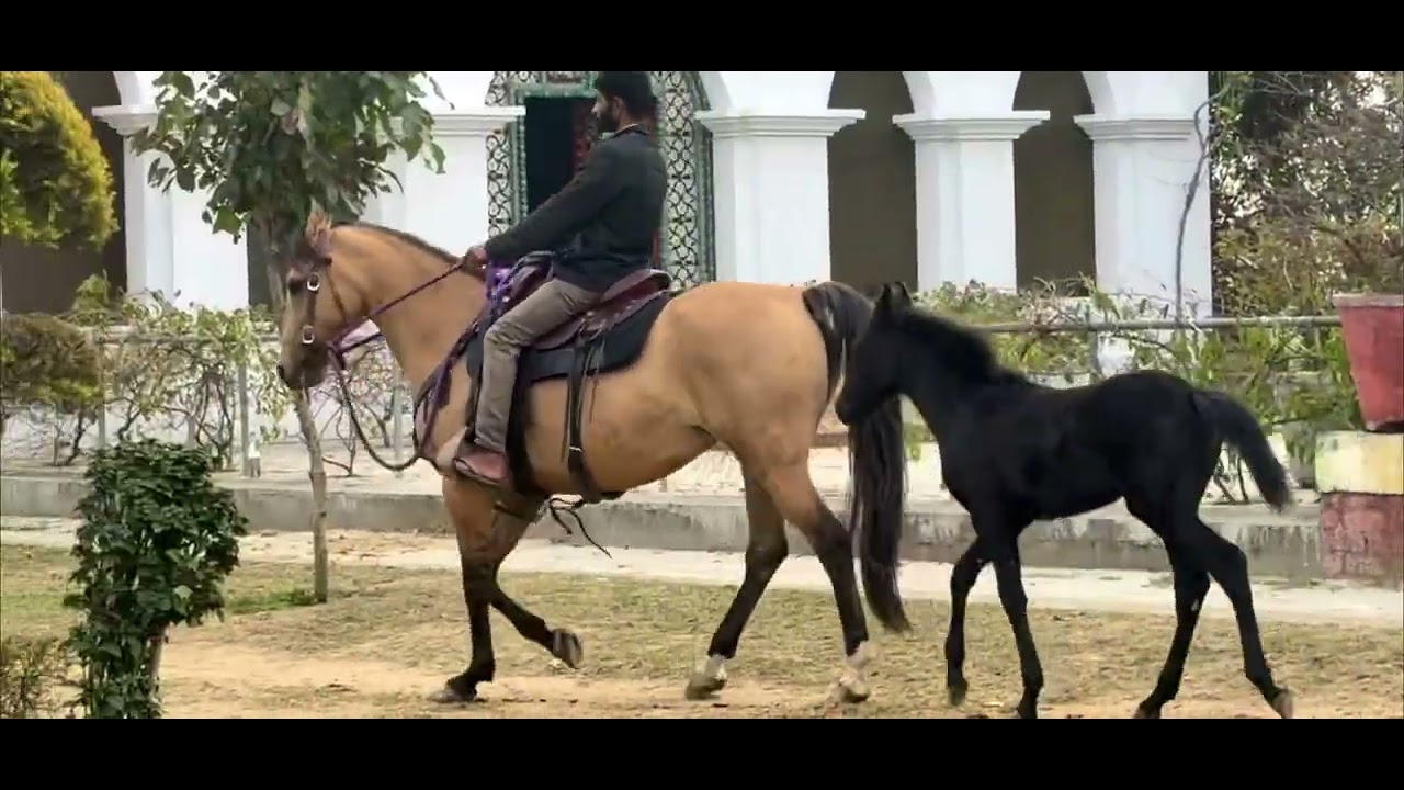 Kathiyawadi ghodi with her beautiful filly#horseriding#ytshorts 