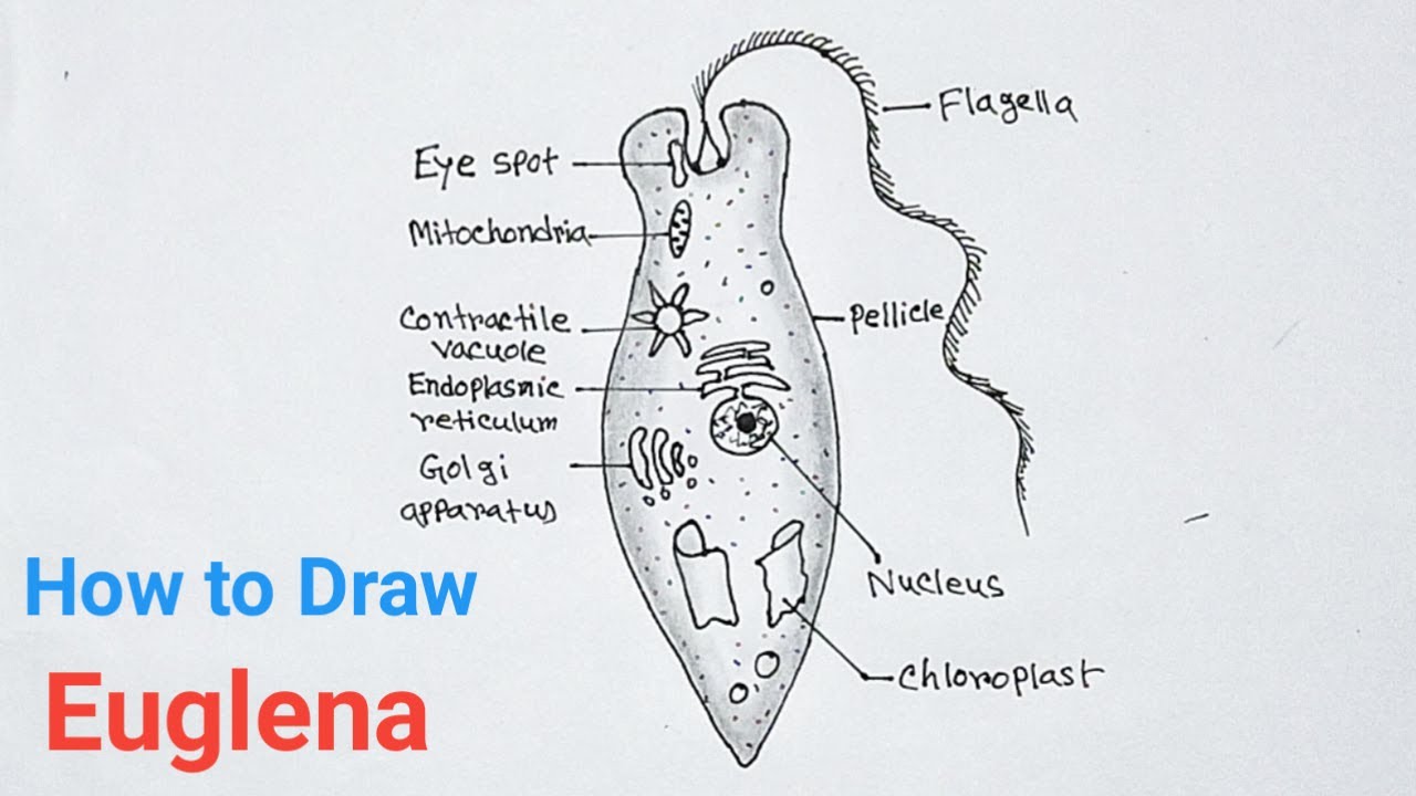 How to Draw Euglena Diagram Easily / euglena drawing easy with label