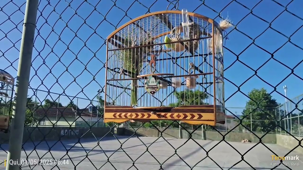 Brincadeira pra esquentar. MALUQUINHO 🐦💚