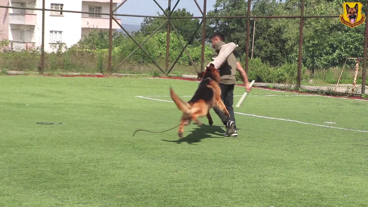 Zeus von Petworld Bodyguard ve Alan Koruma Eğitimi