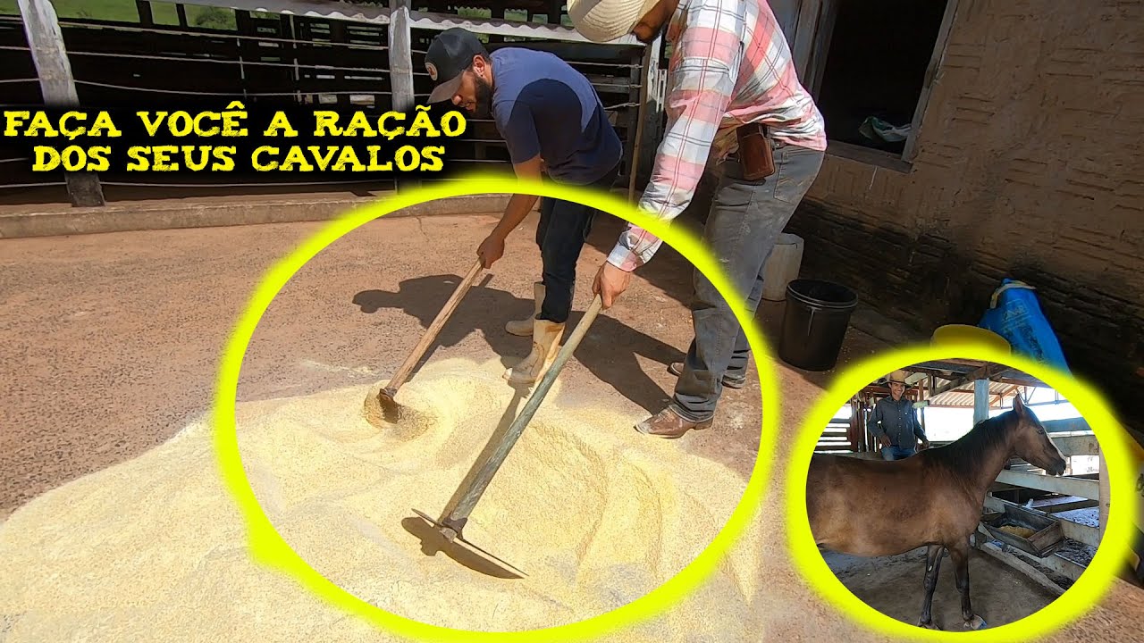 Faça VOCÊ MESMO sua RAÇÃO PARA CAVALOS #VidaRústica #Cavalo #Horse
