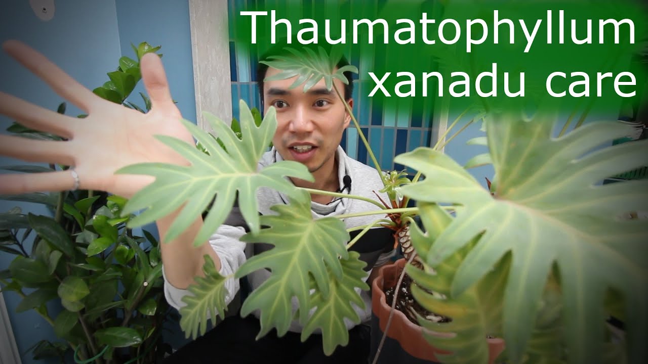 Уход за Thaumatophyllum xanadu (ранее Philodendron)
