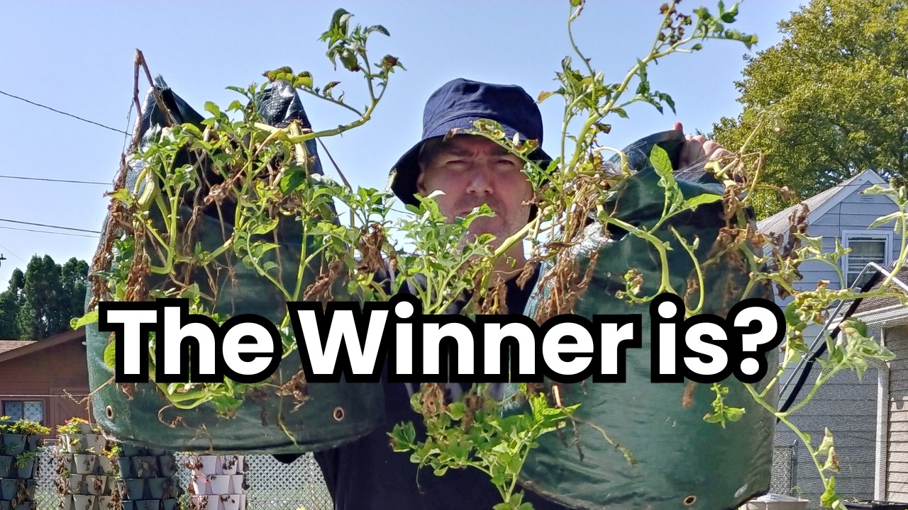 Potato Harvest Showdown! Yukon Gold vs  German Butterball