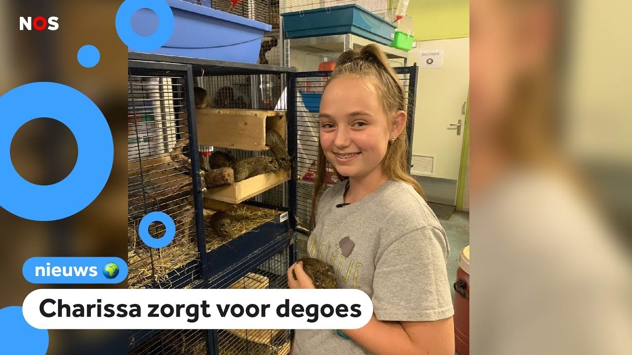 In Nederlandse opvangcentra zitten te veel exotische dieren