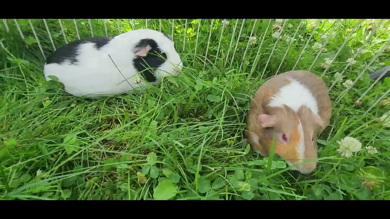 P204 Cute happy guniea pigs Milky&Coco eating grass sound calming relaxing soothing#cuteanimals#cute