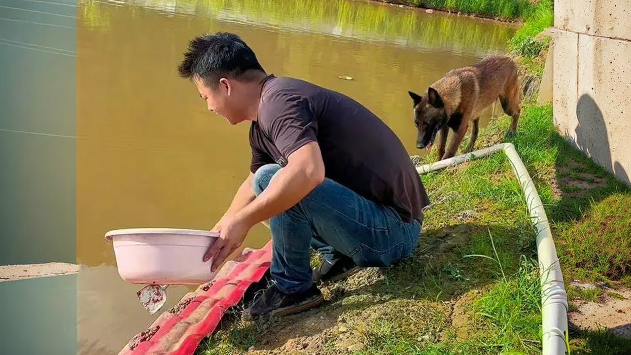 小伙投3万养甲鱼，一年后估计亏大了。