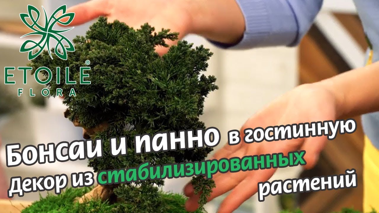 Панно из мха и бонсай для гостинной