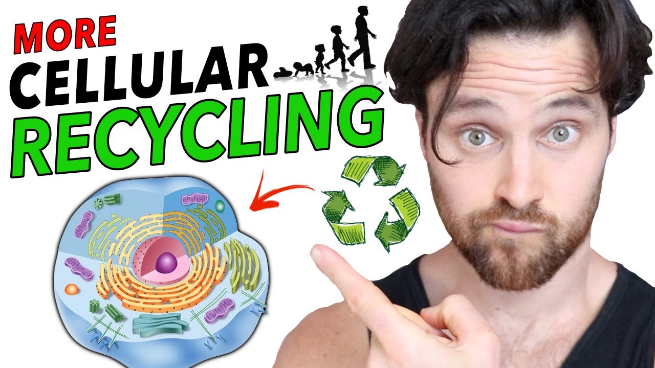 AUTOPHAGY as YOU Age | The Cellular Recycling Secret to Longevity