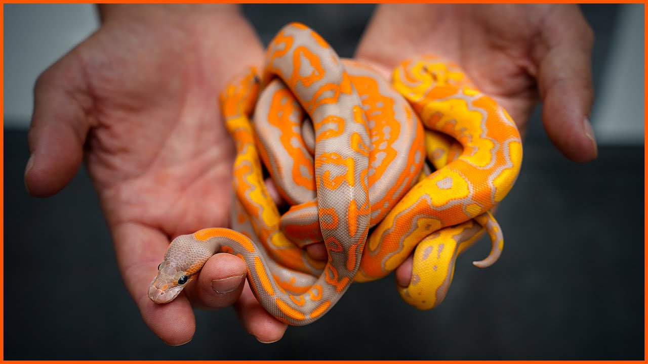 Most COLORFUL Ball Pythons... EVER?! — Wookie Coral Glow Clowns | 