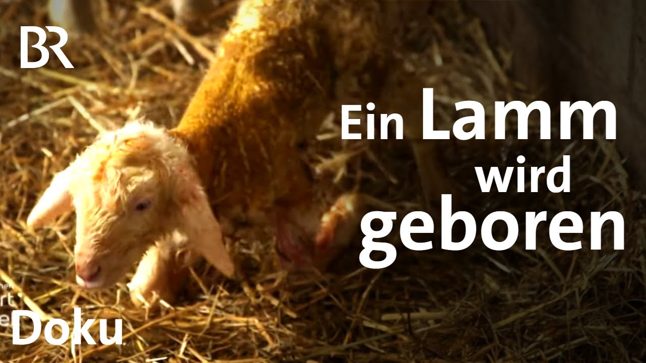 In der Schäferei von Quirin Fröwis: Neugeborene Lämmer | Zwischen Spessart und Karwendel | BR
