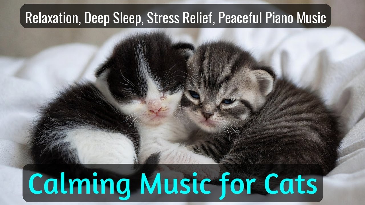 LIVE 😴 Soft Chillhop for Sleepy Cats 🐾 | Season 84